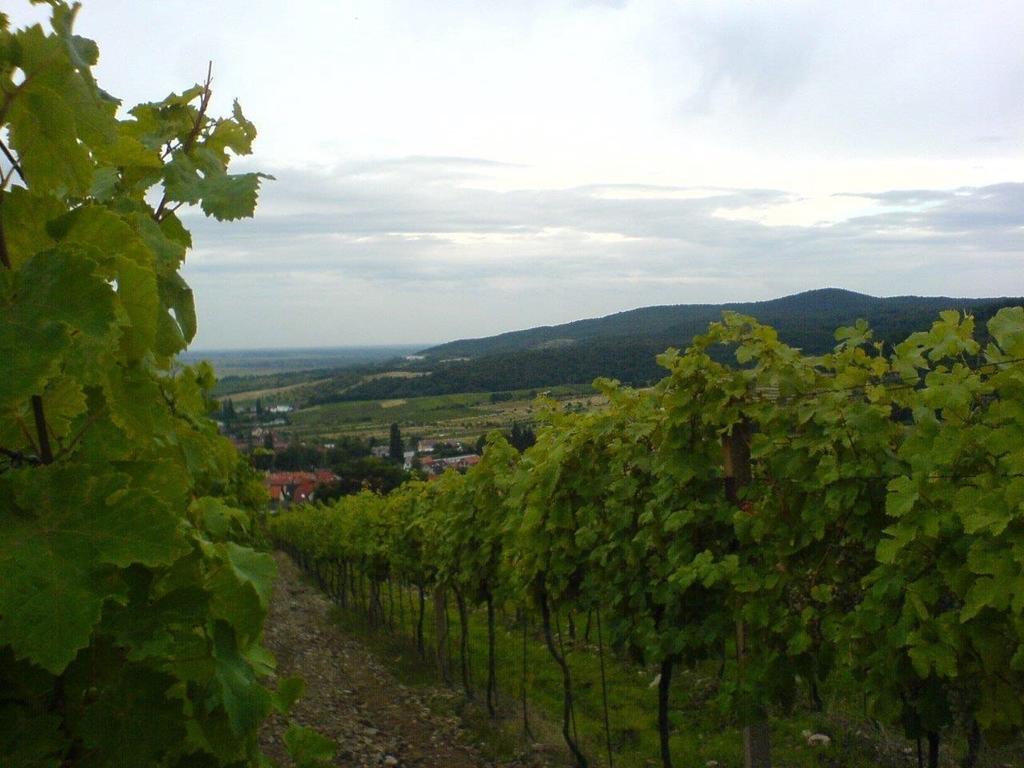 Villa Vinica Limpak Kültér fotó