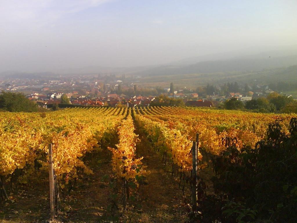 Villa Vinica Limpak Kültér fotó